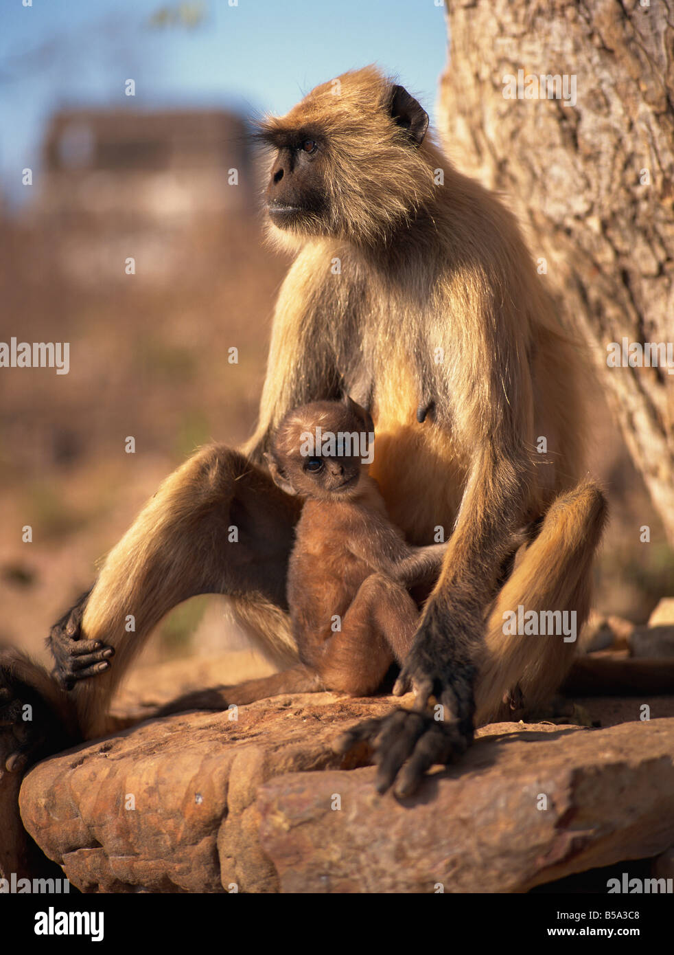 Common langur Presbytis entellus and baby Chittorgarh Fort Rajasthan India Asia Stock Photo