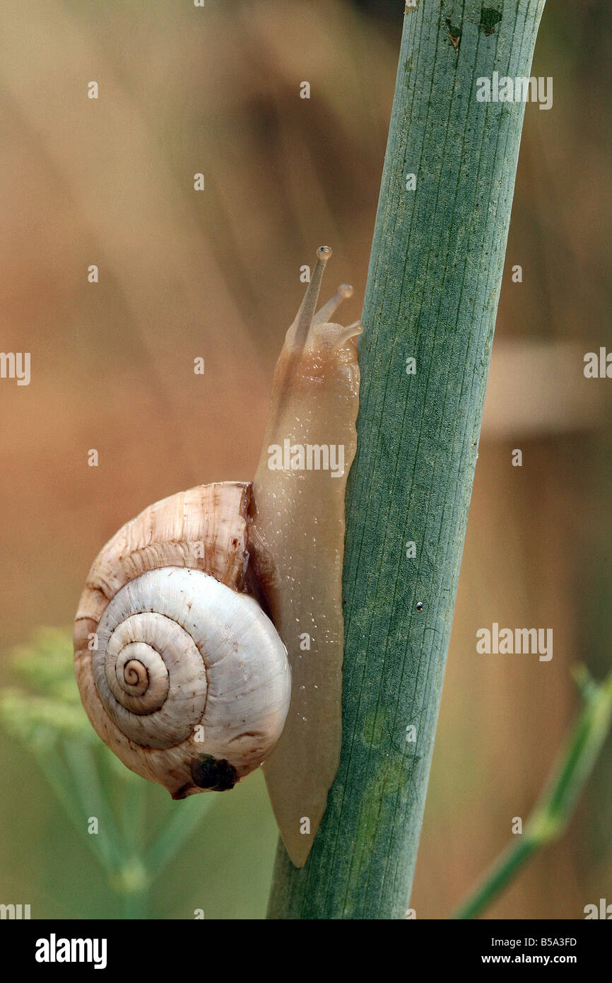 Roman Snail, Escargot Snail, Edible Snail (Helix pomatia), creeping up a stem Stock Photo