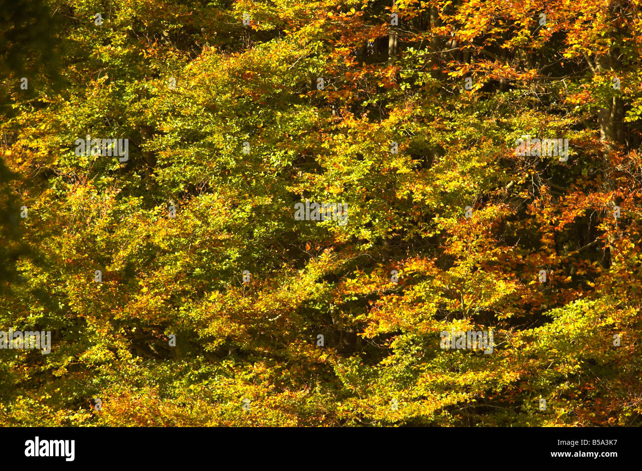 golden colour of autmn fall leaves Stock Photo - Alamy