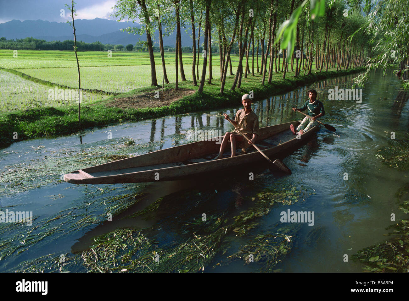 Waterways and paddy fields Kashmir India Asia Stock Photo