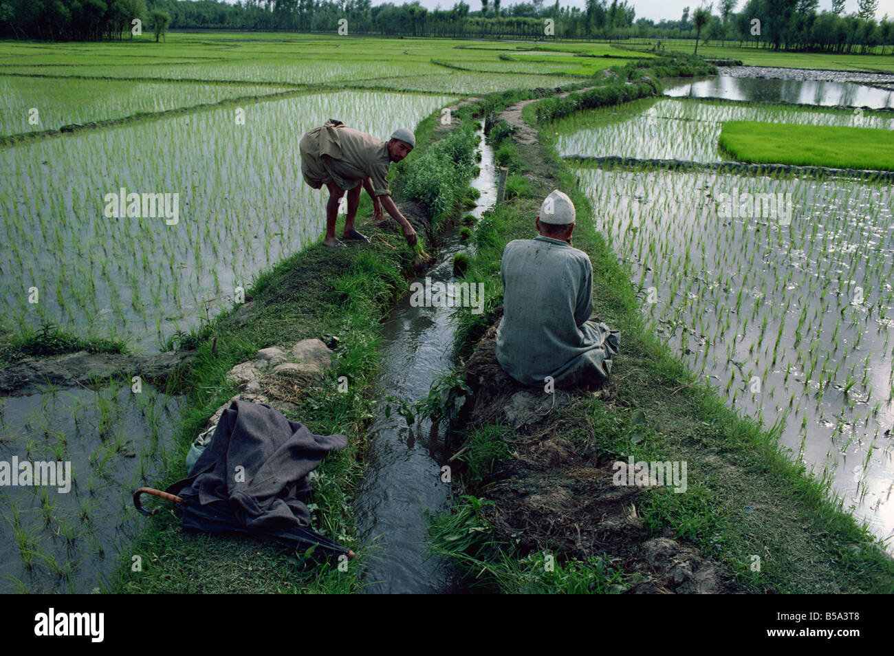 Workers in paddy fields Kashmir India Asia Stock Photo