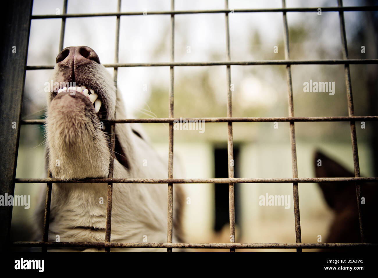Dog biting the fence at an animal shelter. Stock Photo
