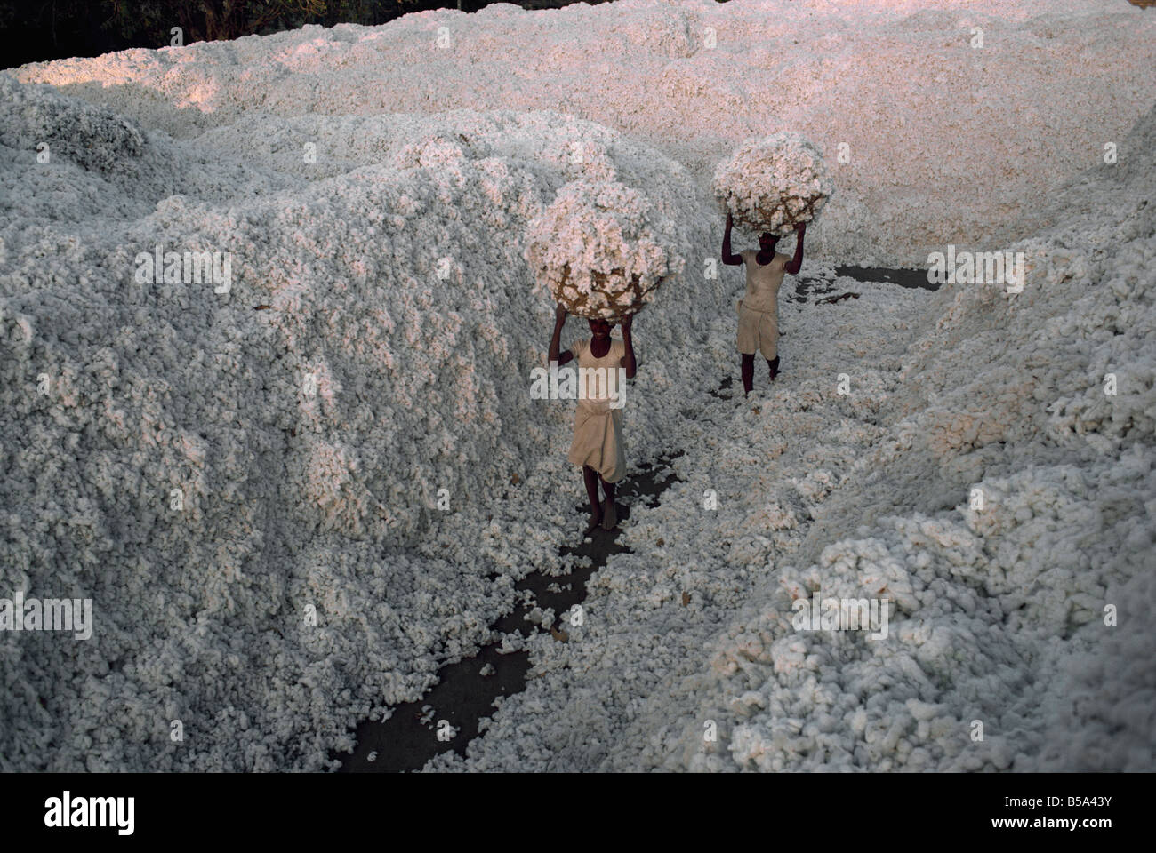 Cotton harvest Gujarat state India Asia Stock Photo - Alamy