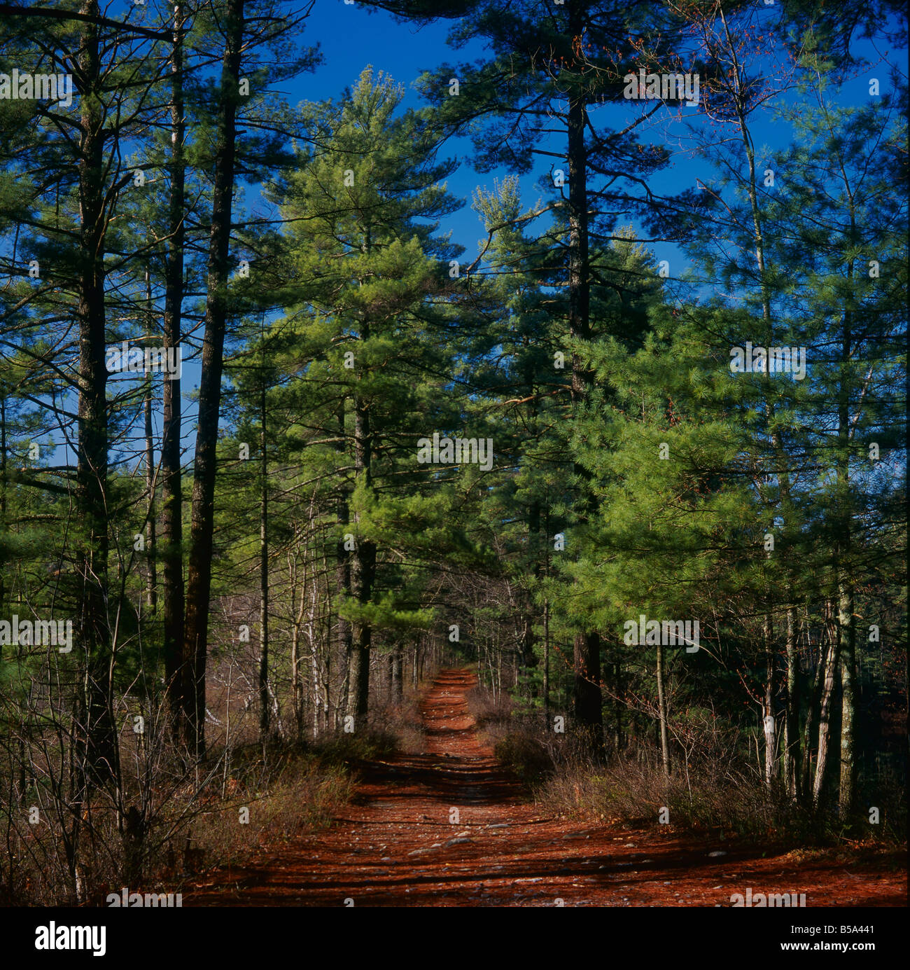 A path cutting through the Hollis Town Forest in Hollis, New Hampshire ...