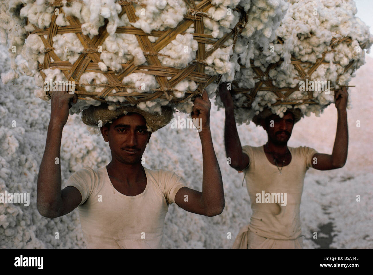 Cotton harvest Gujarat state India Asia Stock Photo Alamy