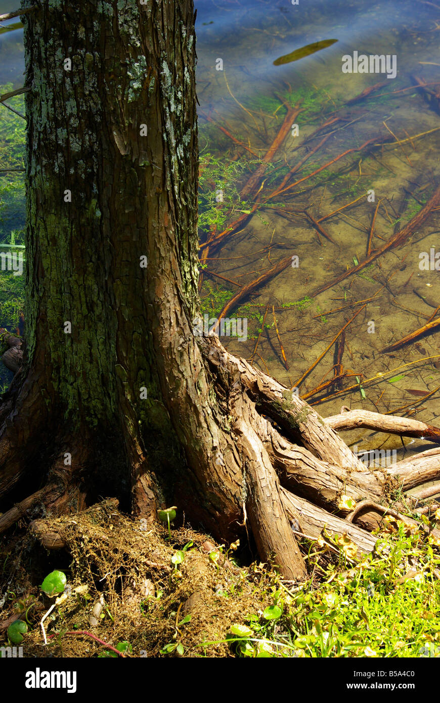 Roots of a tree extend out into the water in a pond in Florida Stock ...