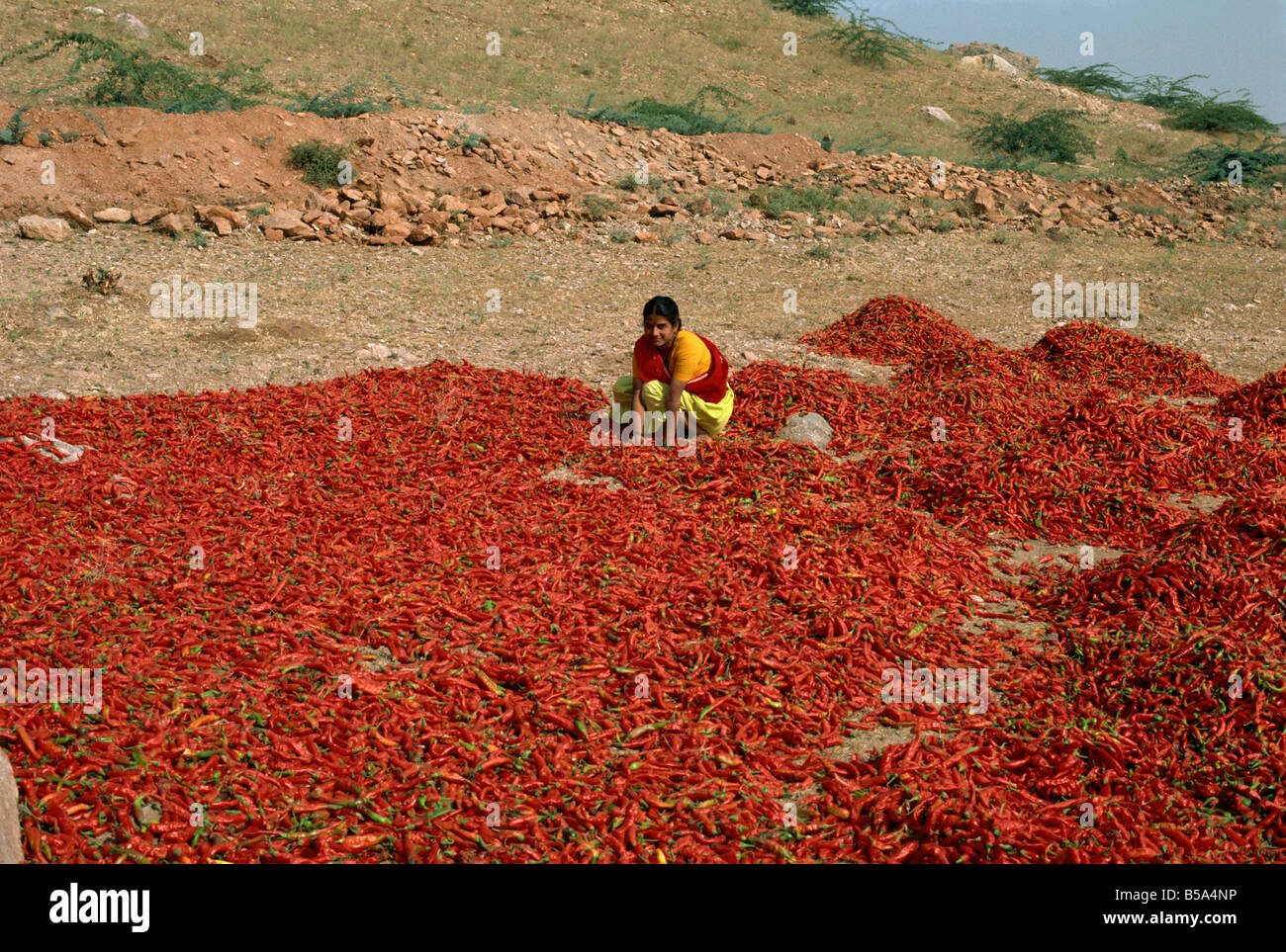 Chillies Rajasthan state India Asia Stock Photo - Alamy