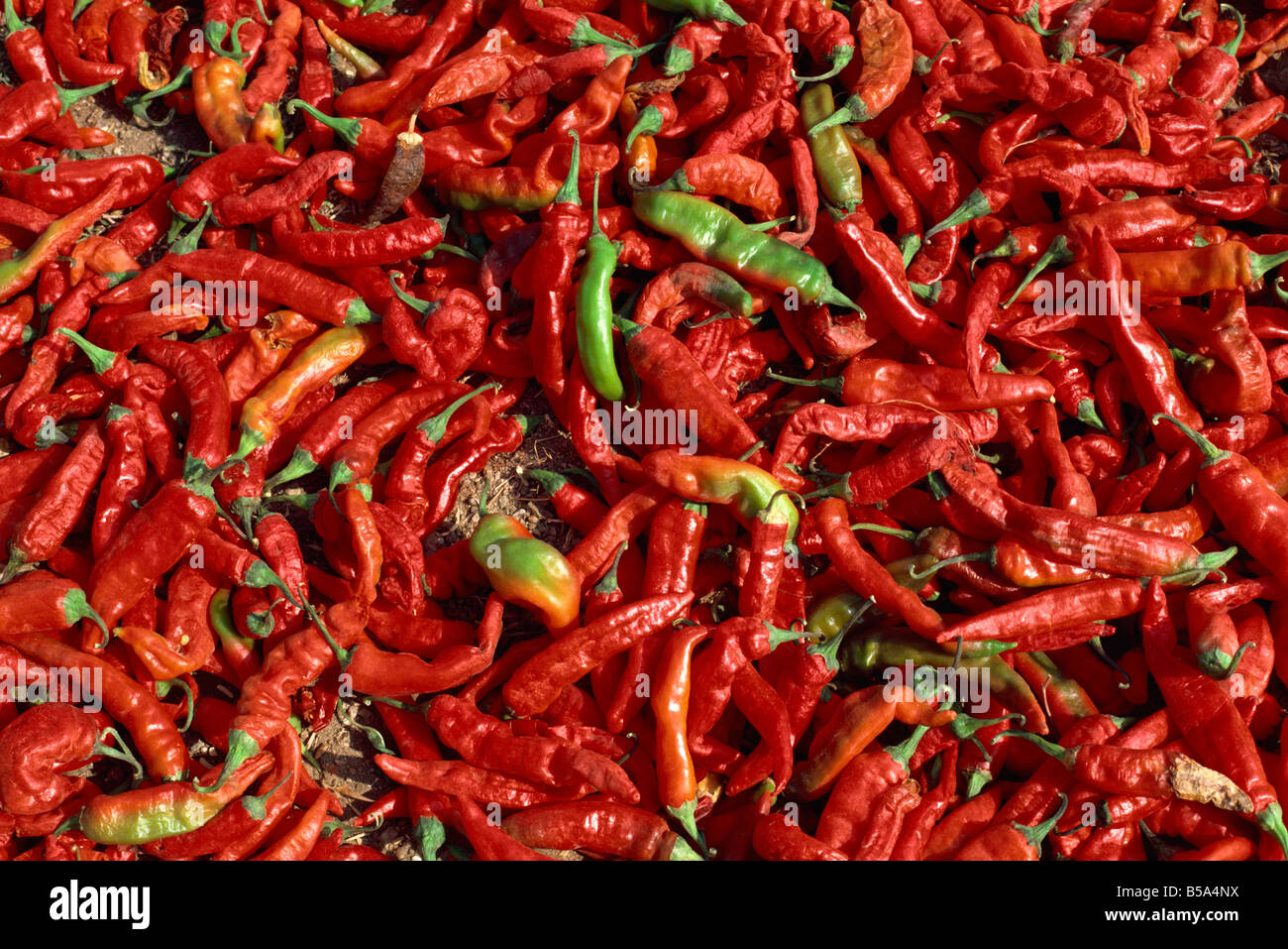 Close up of chillies Rajasthan state India Asia Stock Photo - Alamy