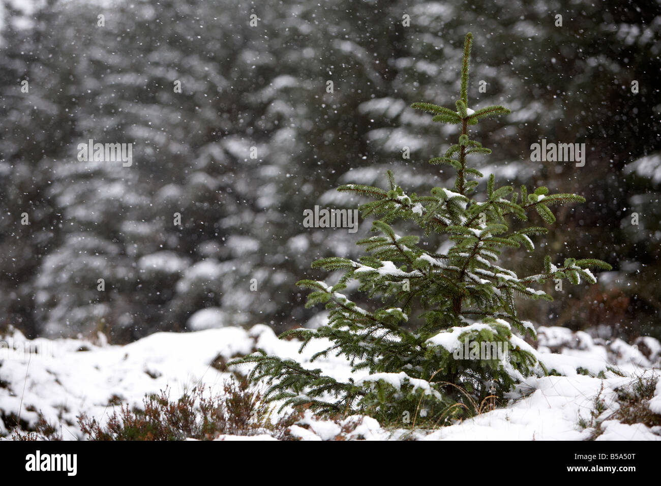 snow falling on young sapling evergreen conifer pine trees in a forest