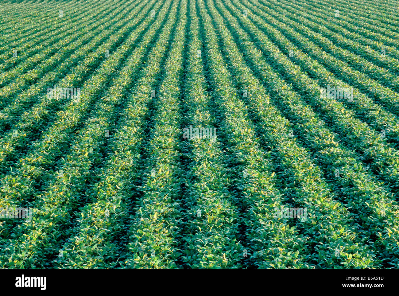 Soybean field, Roundup Ready. Stock Photo