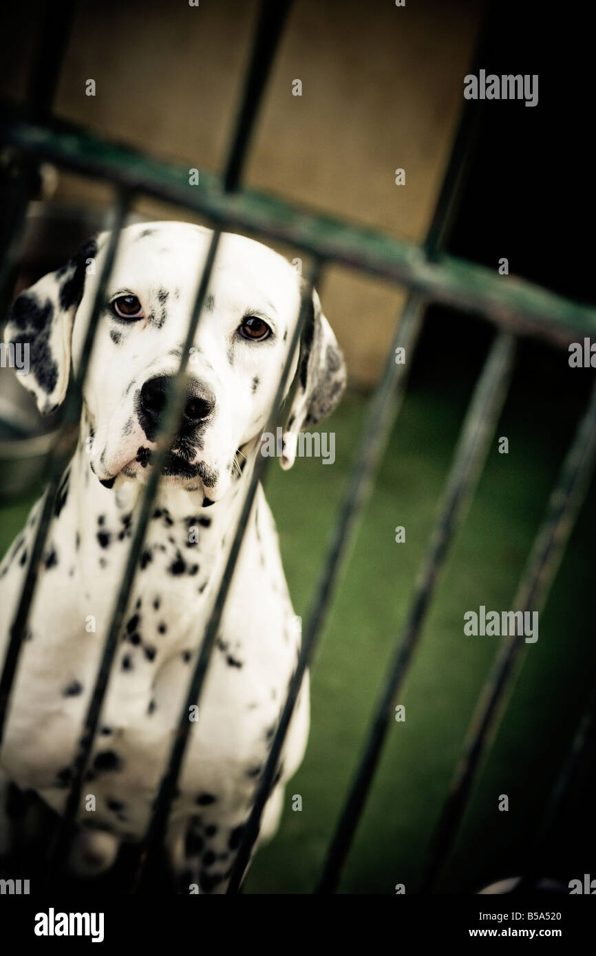 Dog in animal shelter. Dalmatian. Stock Photo