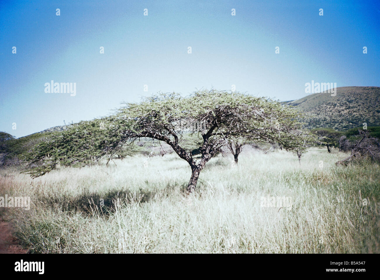 South Africa, Kwa Zulu Natal, Zululand, Umfolozi Game Reserve, Acacia
