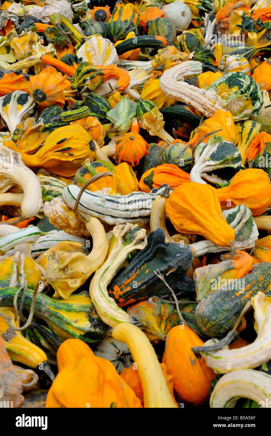 Decorative Gourds For Sale At A New York City Green Market Stock