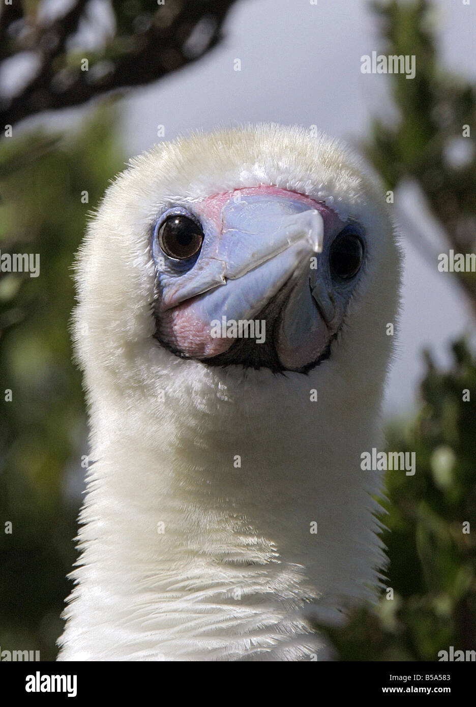 Red-footed Booby (Sula sula), portrait Stock Photo