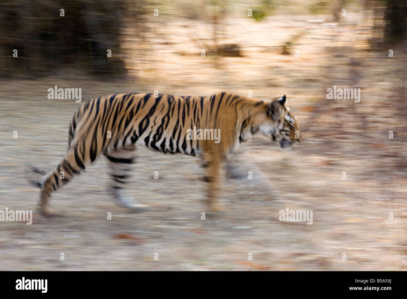 Indian Tiger (Bengal tiger) (Panthera tigris tigris), Bandhavgarh National Park, Madhya Pradesh state, India Stock Photo