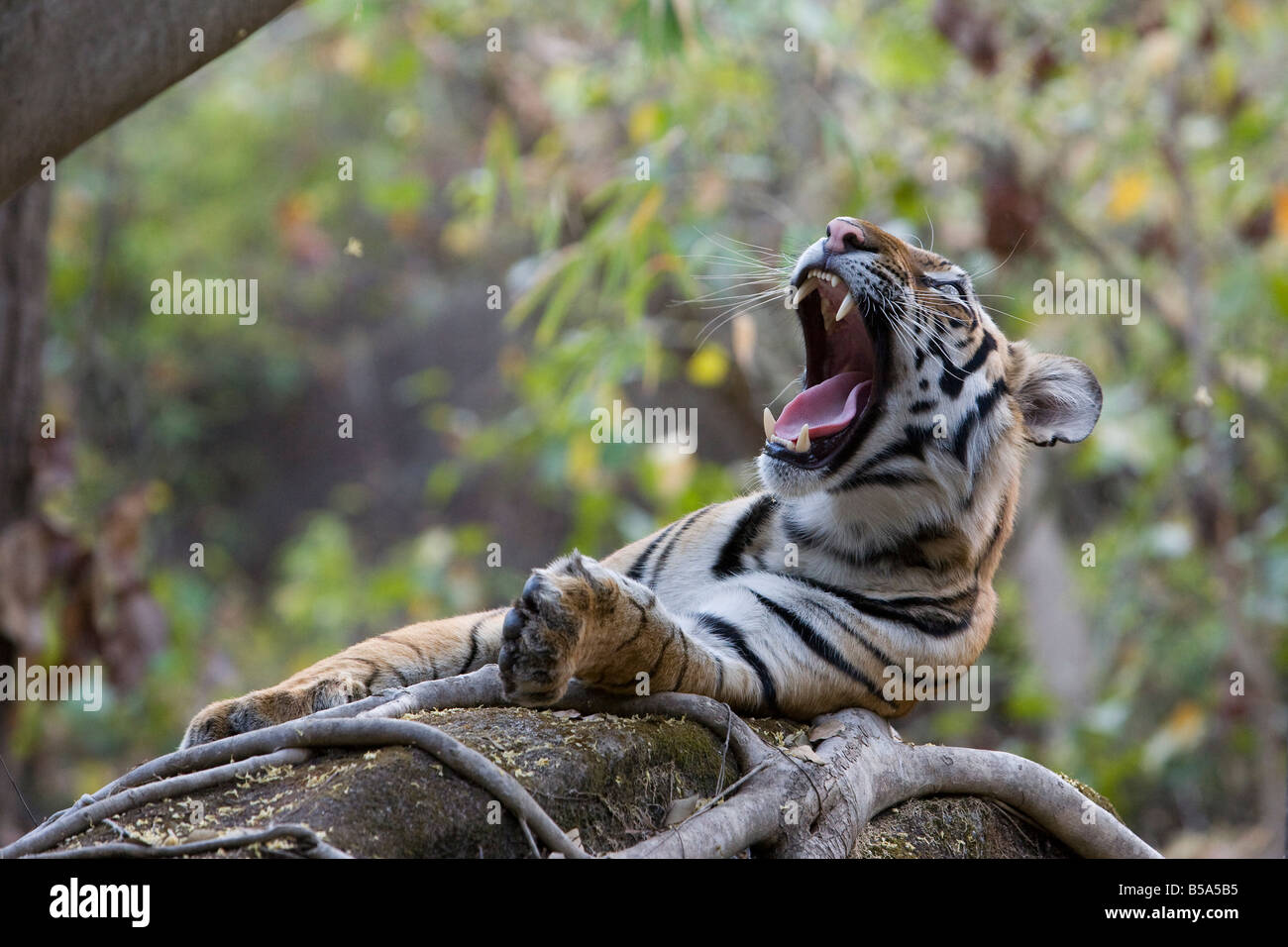 Indian Tiger (Bengal tiger) (Panthera tigris tigris) yawning, Bandhavgarh National Park, Madhya Pradesh state, India Stock Photo