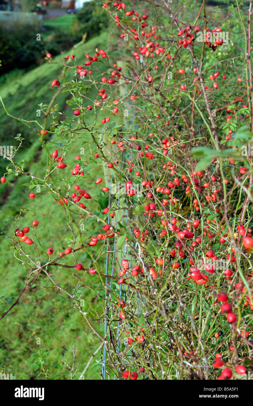 ROSA ARVENSIS ROSE HIPS OF THE FIELD ROSE IN OCTOBER GROWING ALONG A FIELD FENCE Stock Photo