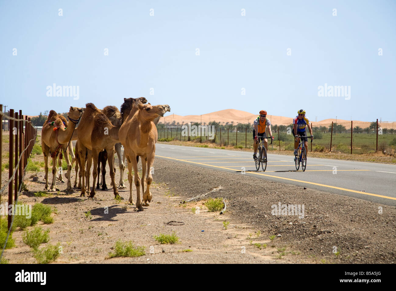 two racing cyclists on her way to Al Ain 2 Rennradfahrer auf dem Weg durch die Wüste nach Al Ain Stock Photo