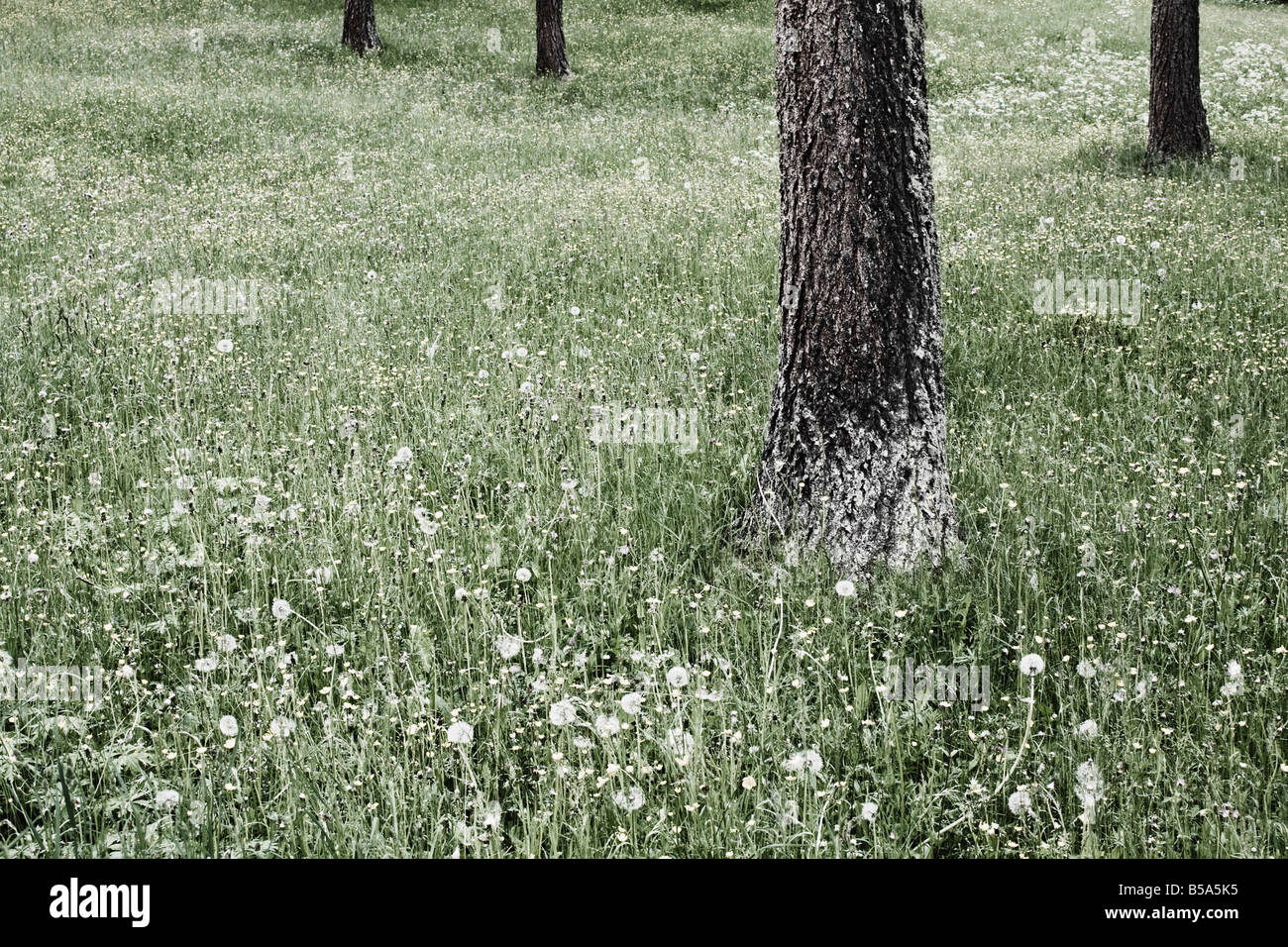 Group Of Trees On Meadow Stock Photo
