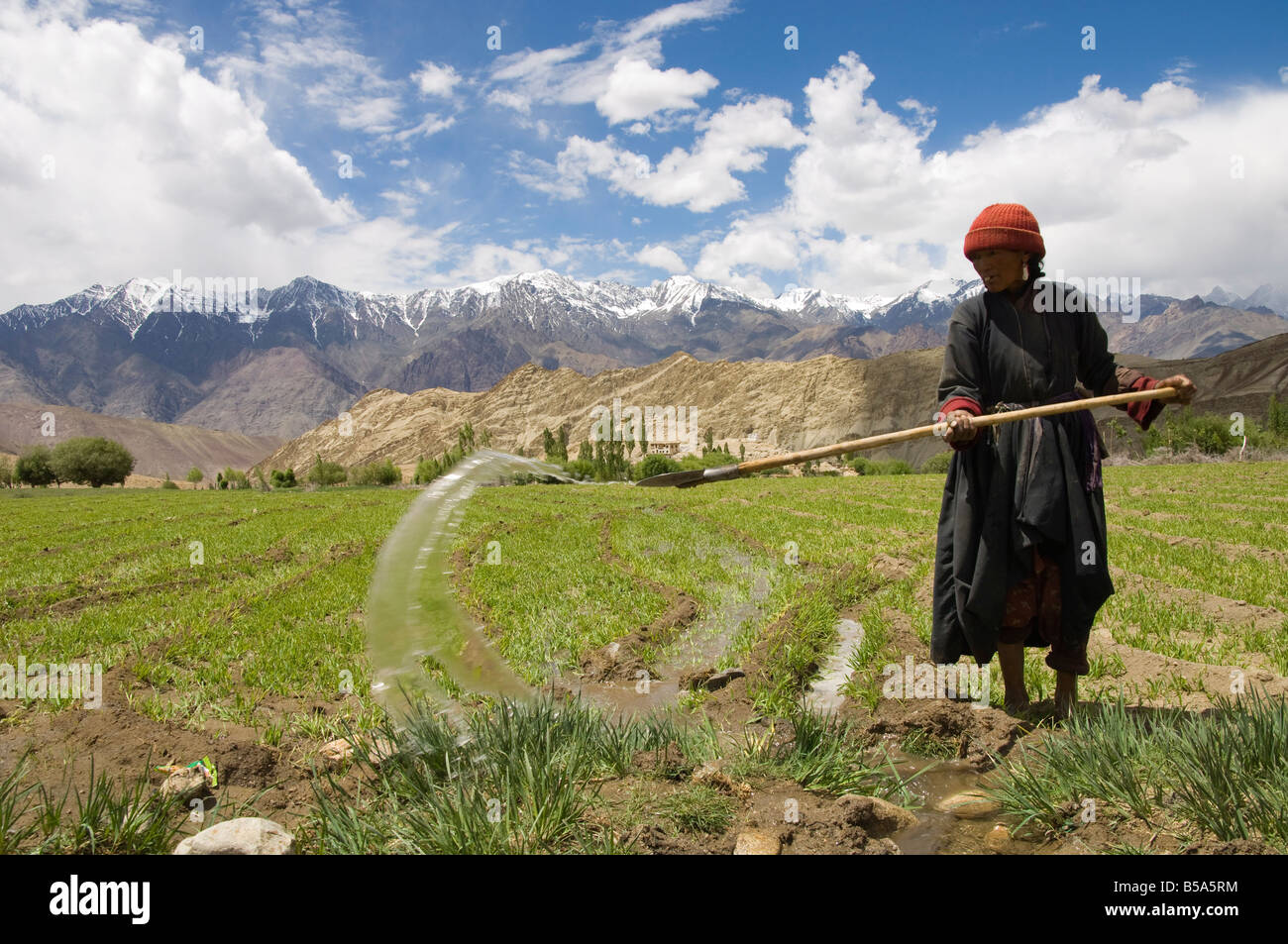 Local woman irrigating her crop in field with mountains in background, Likir, Ladakh, India Stock Photo