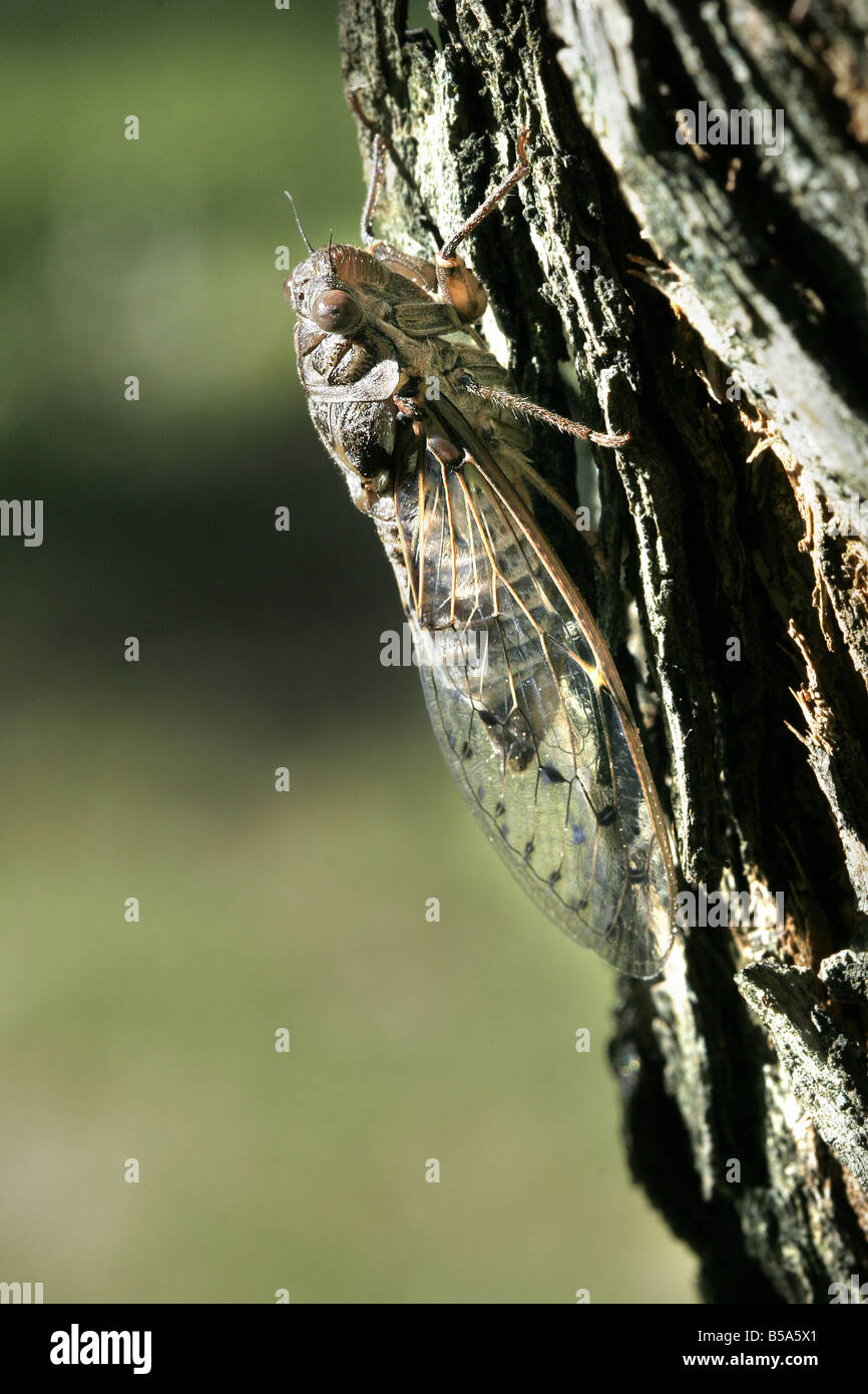 Cicada (Cicada orni) on bark of ash tree Stock Photo