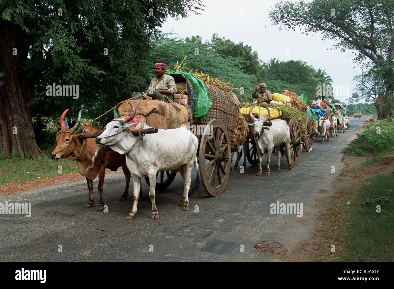 Bullock carts are still the main transport for the local residents