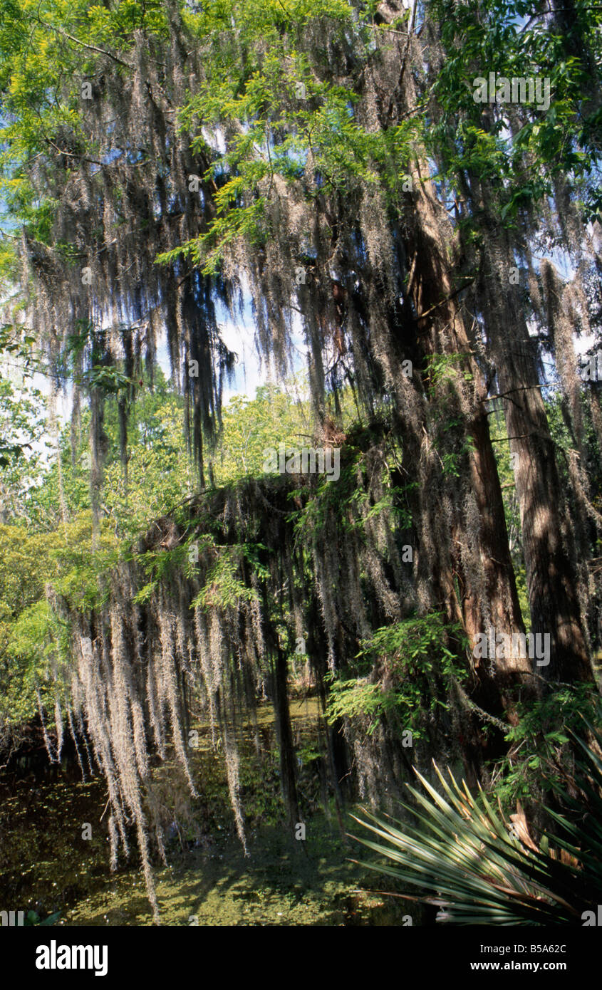 Jean Lafitte national park Trees Branches draped with Spanish moss