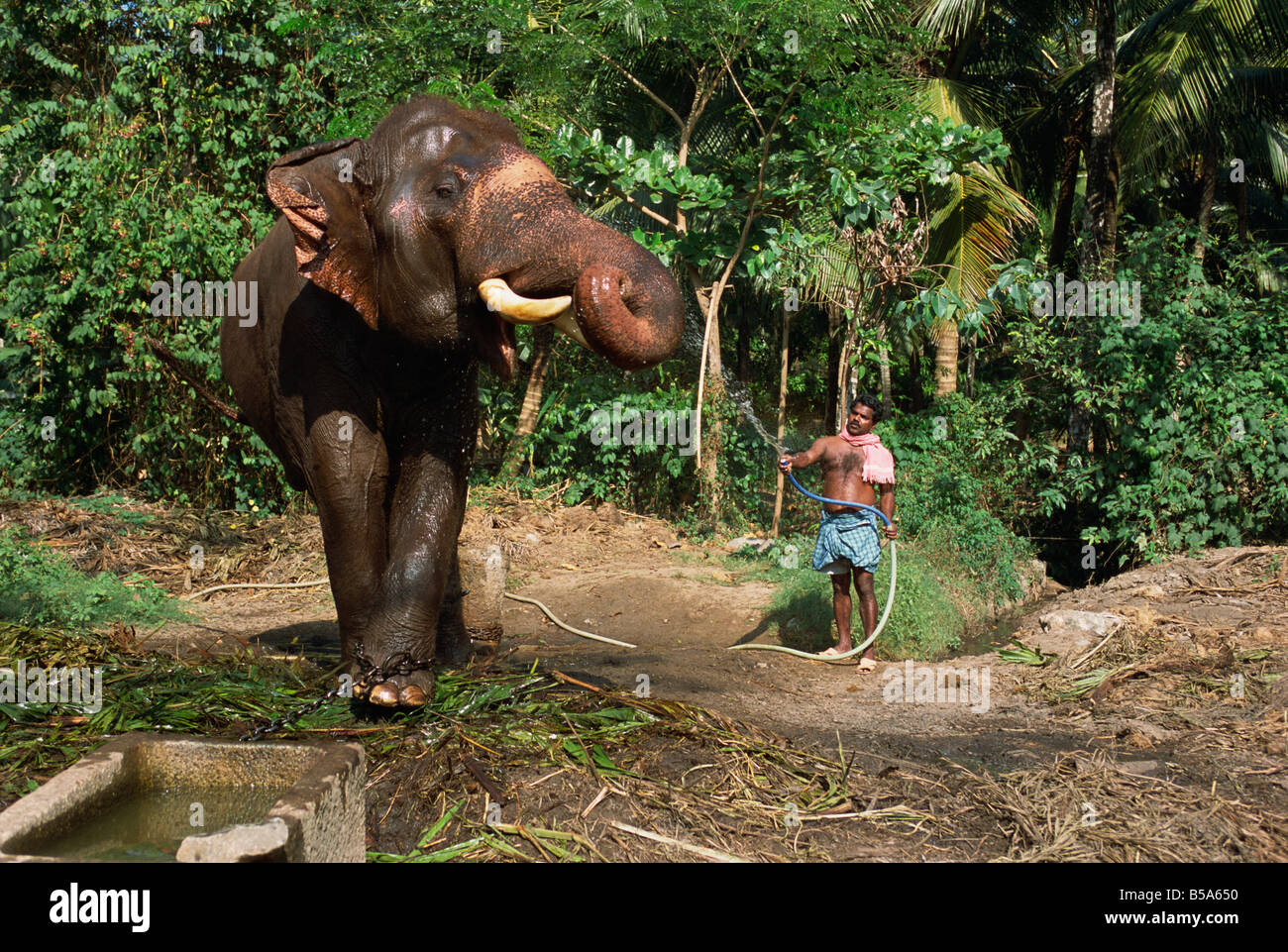 Punnathur Kotta Elephant Fort housing 50 Elephants and financed by the temples Kerala India R H Productions Stock Photo