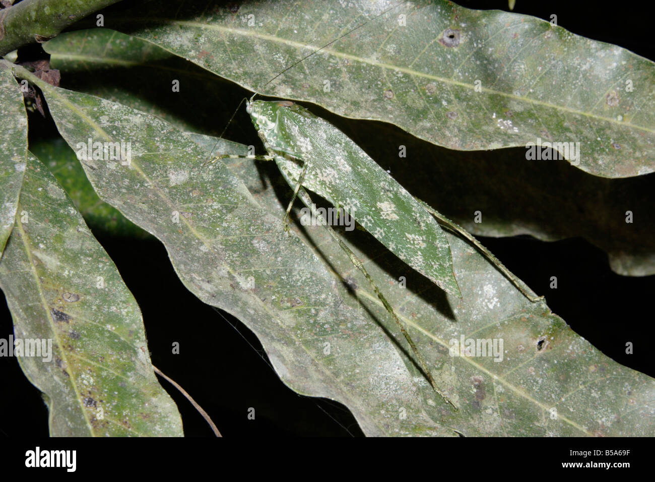 Katydid Goetia galbana Tettigoniidae Phaneropterinae well camouflaged at rest in rainforest Ghana Stock Photo
