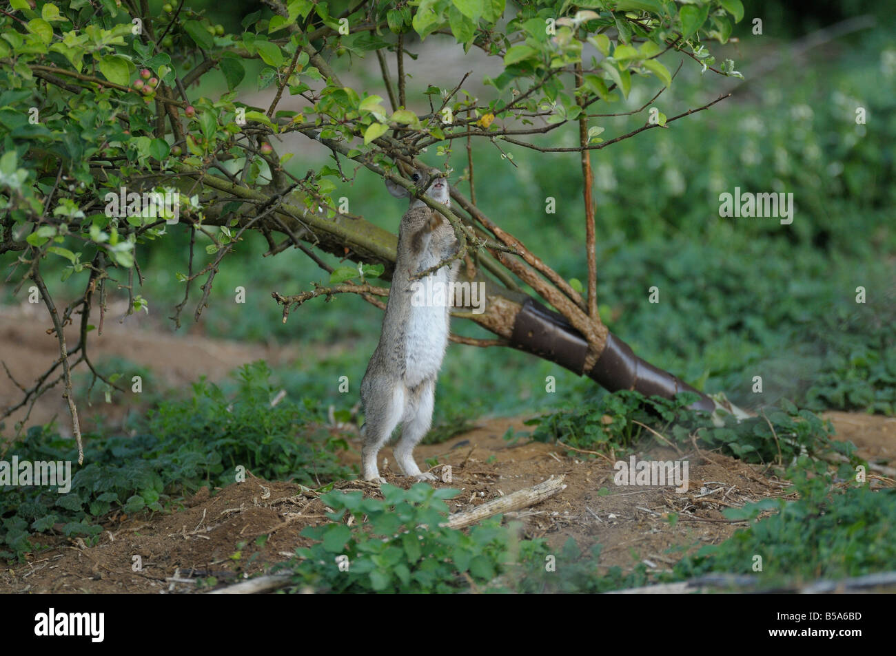 Rabbit eating from tree Stock Photo Alamy