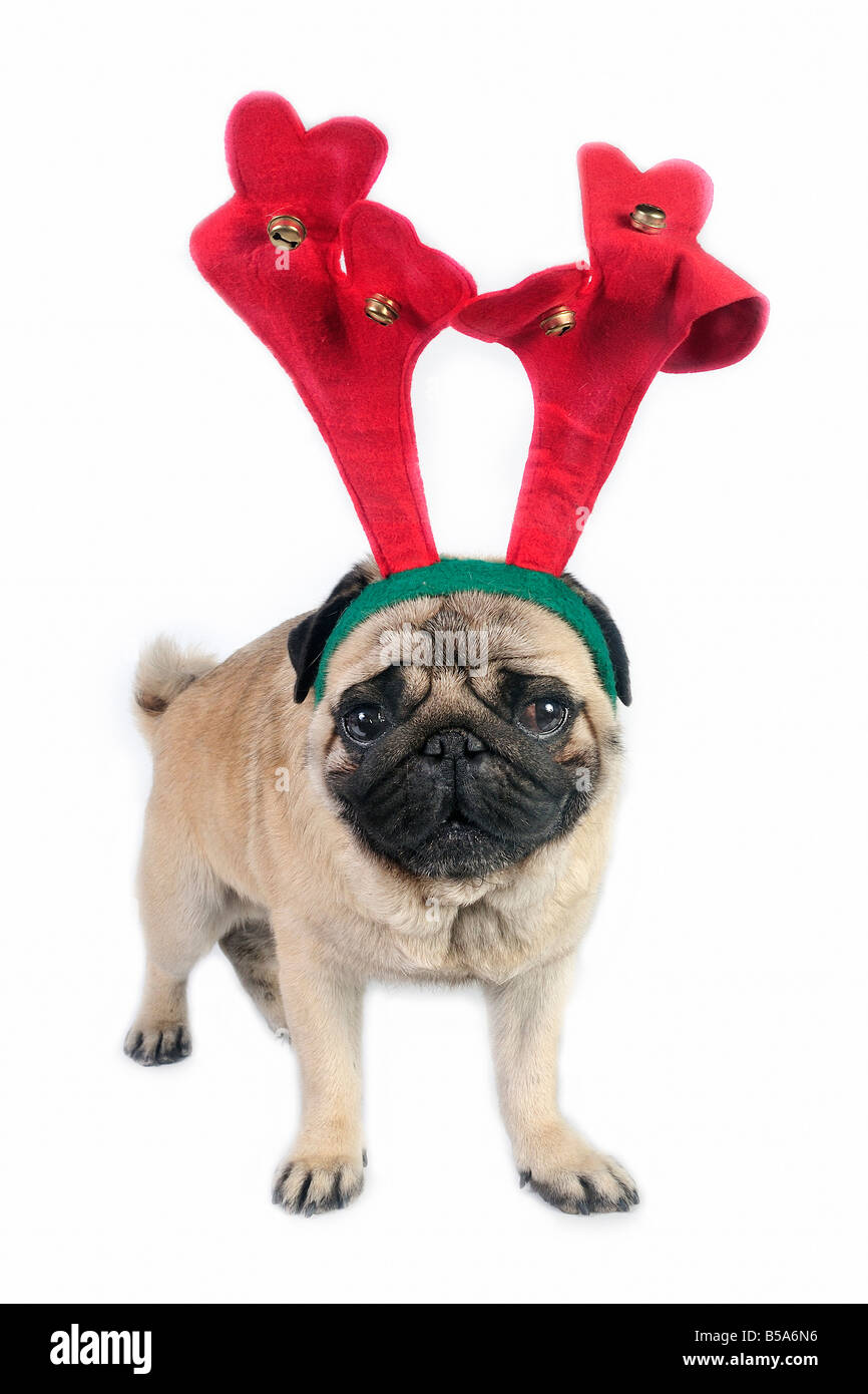 Christmas Pug dog wearing antler Stock Photo