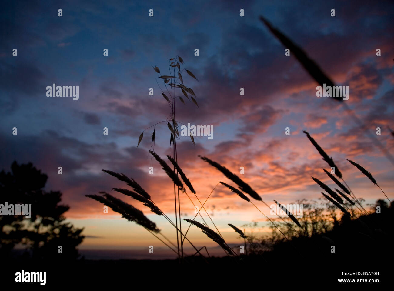 Silhouette of wild grasses and other flora, set against sunset sky Stock Photo