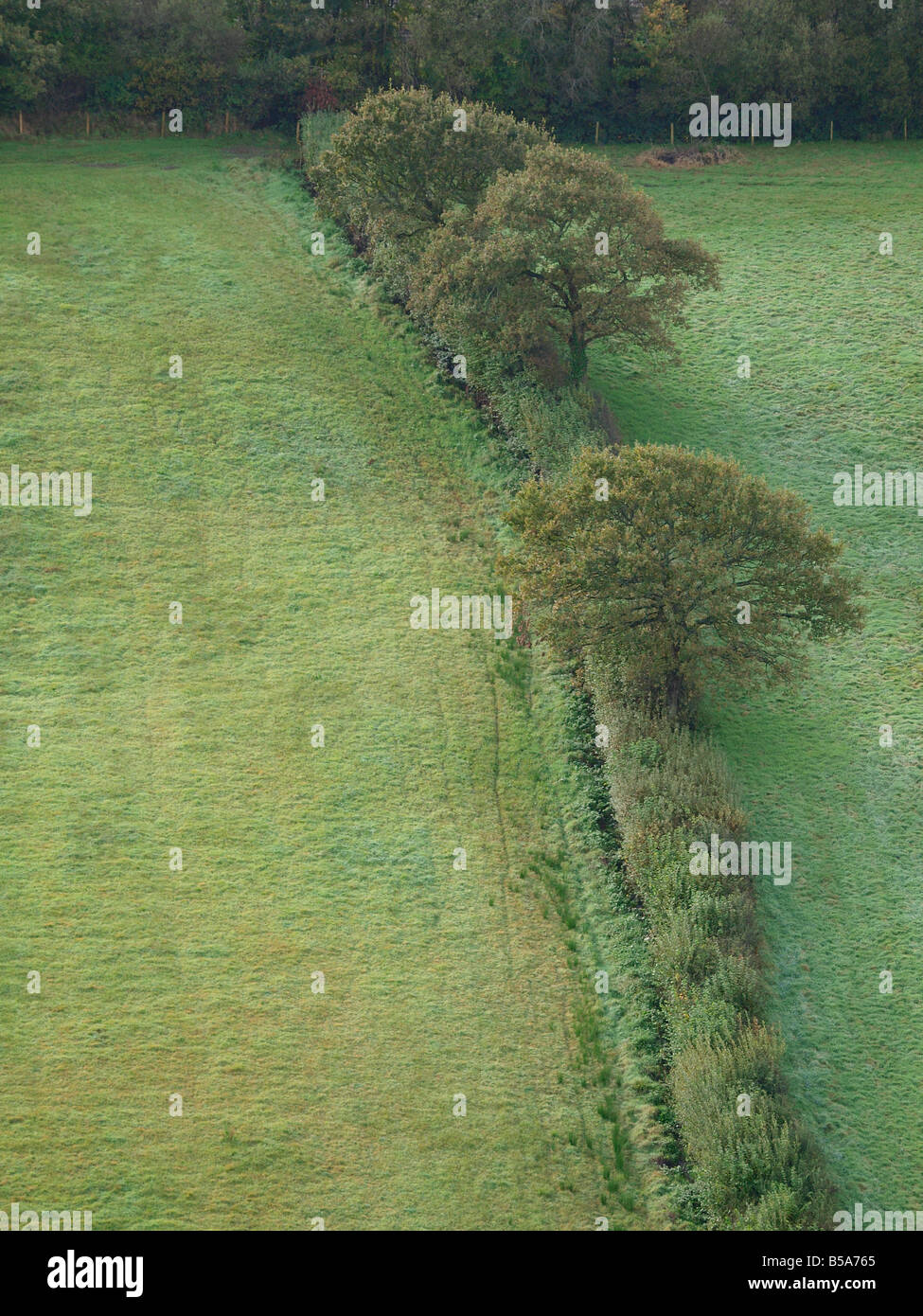 Hedgerow running between to fields Stock Photo