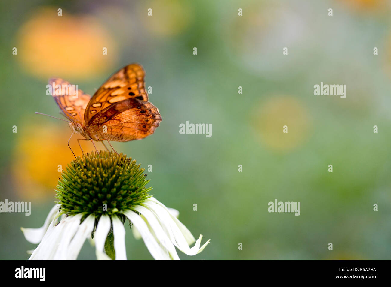 Orange Butterfly on flower Stock Photo