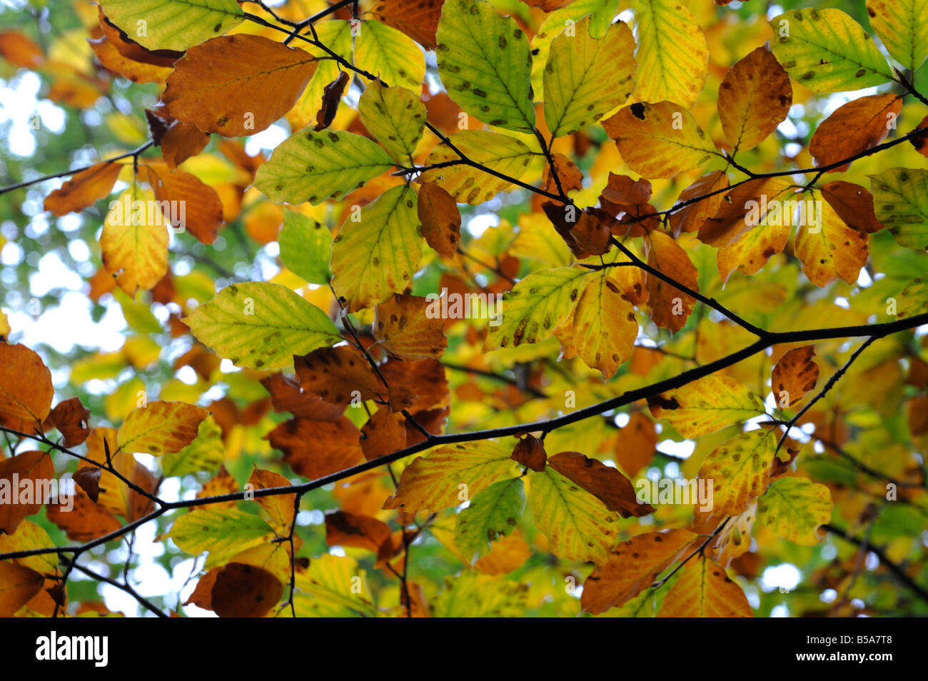 Leaves woodland hi-res stock photography and images - Alamy