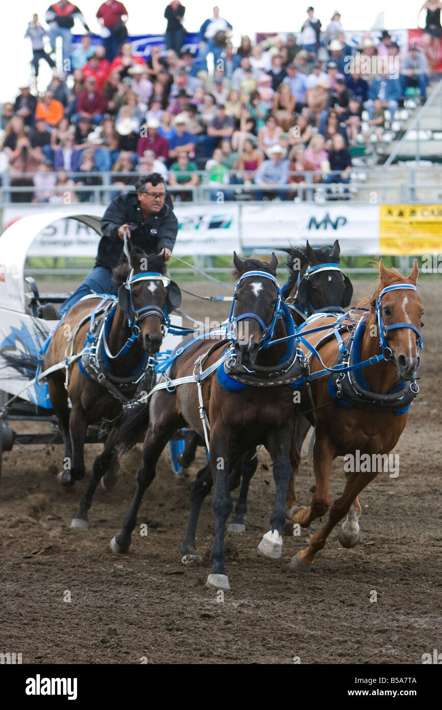 Chuck wagon driver and horses racing down track during chuck wagon races. Stock Photo