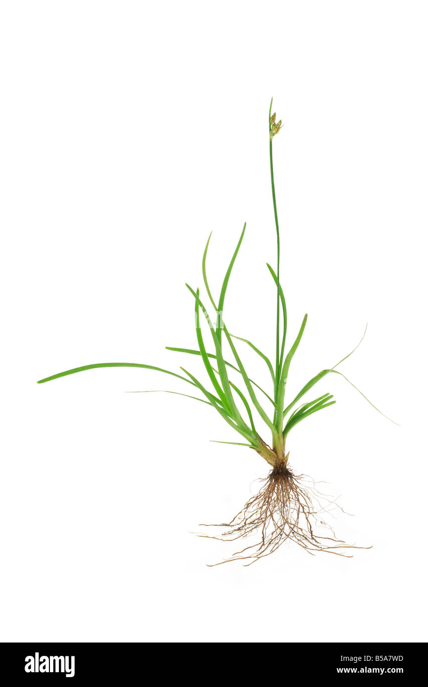 Tropical green grass with roots isolated on white background Stock Photo