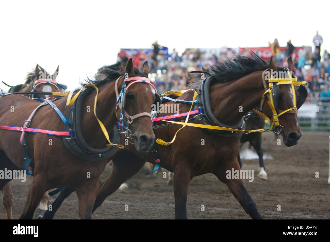 Horses Pulling Wagon Stock Photos & Horses Pulling Wagon Stock Images