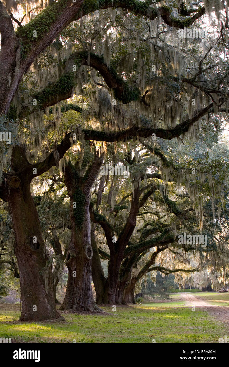 Hanging moss trees in South Carolina Stock Photo Alamy