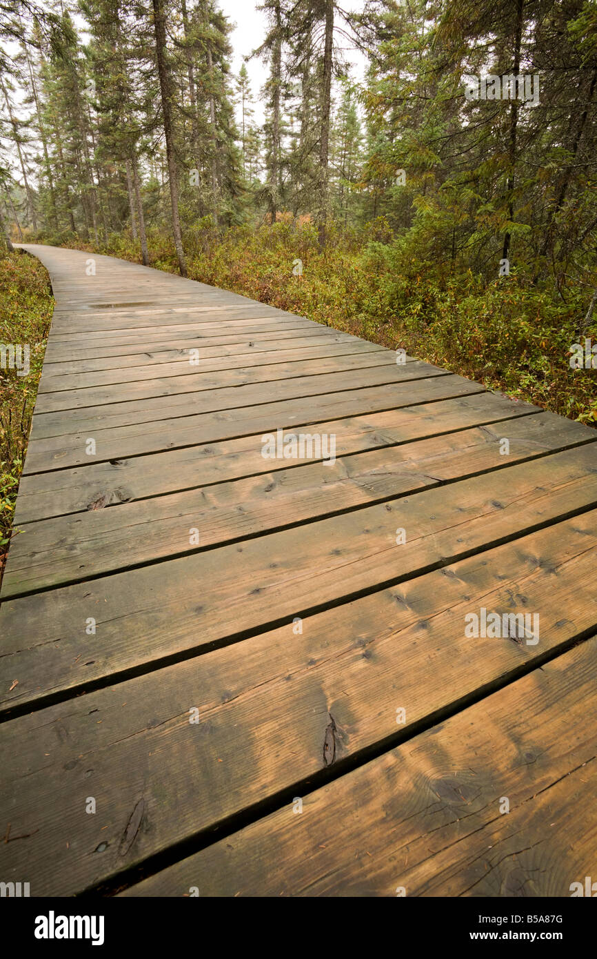 The Boardwalk along the Spruce Bog Trail, Algonquin Provincial Park, Ontario, Canada Stock Photo