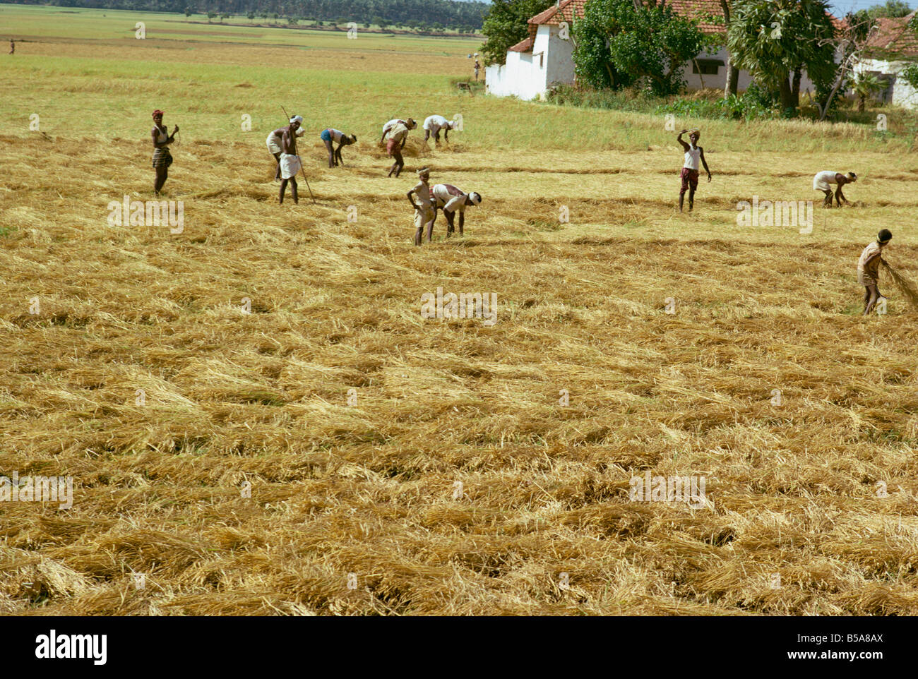 Harvesting rice Kerala state India Asia Stock Photo - Alamy