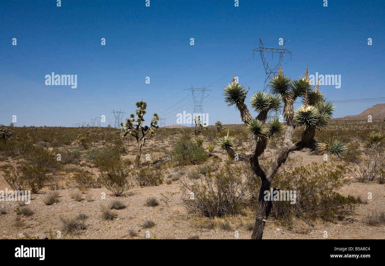 Tree Pylon Joshua Trees and electricity pylons on Joshua Tree Road Drive Stock ...