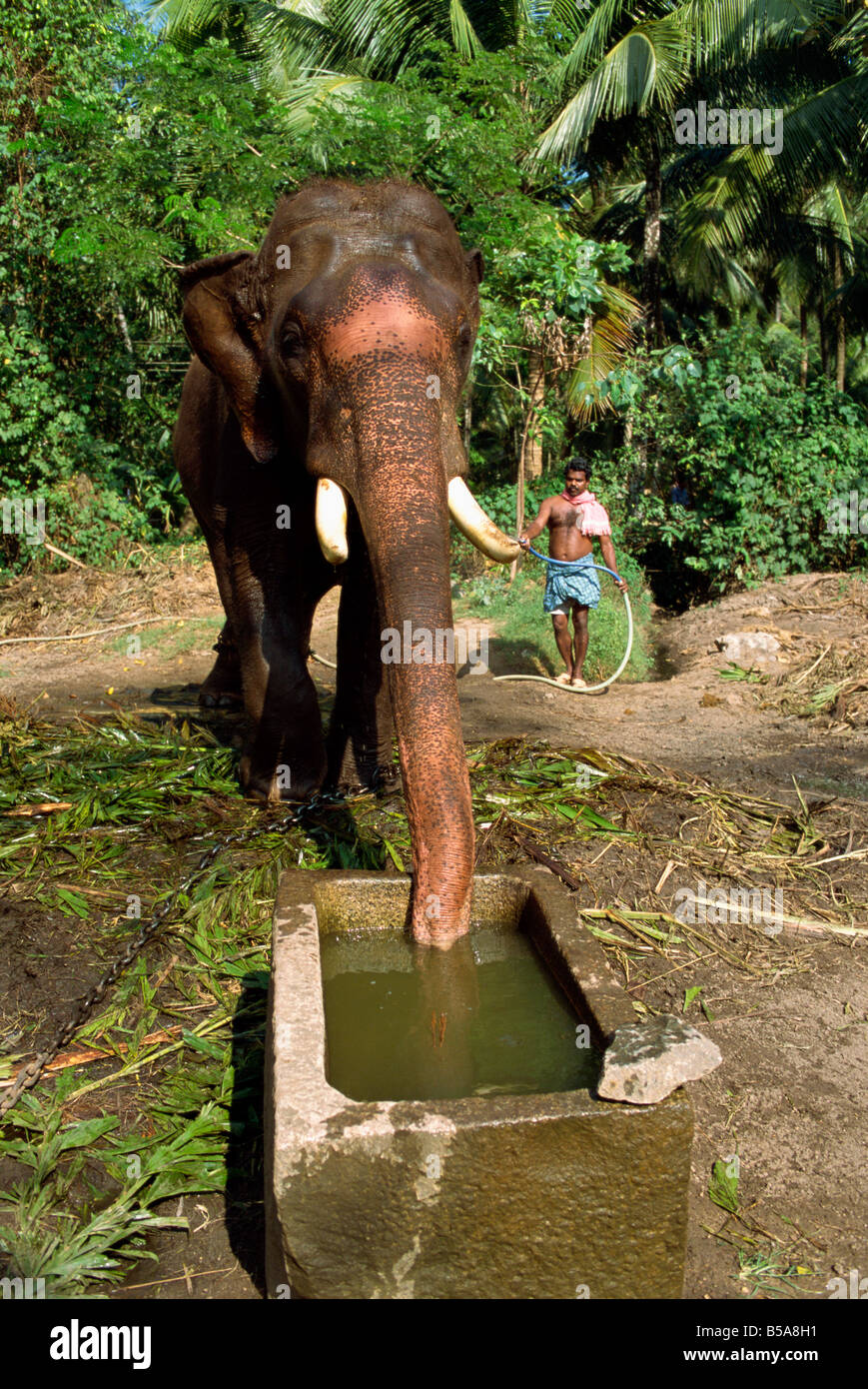 Elephant drinking, Punnathur Kotta Elephant Fort, housing fifty elephants, financed by temples, Kerala state, India Stock Photo