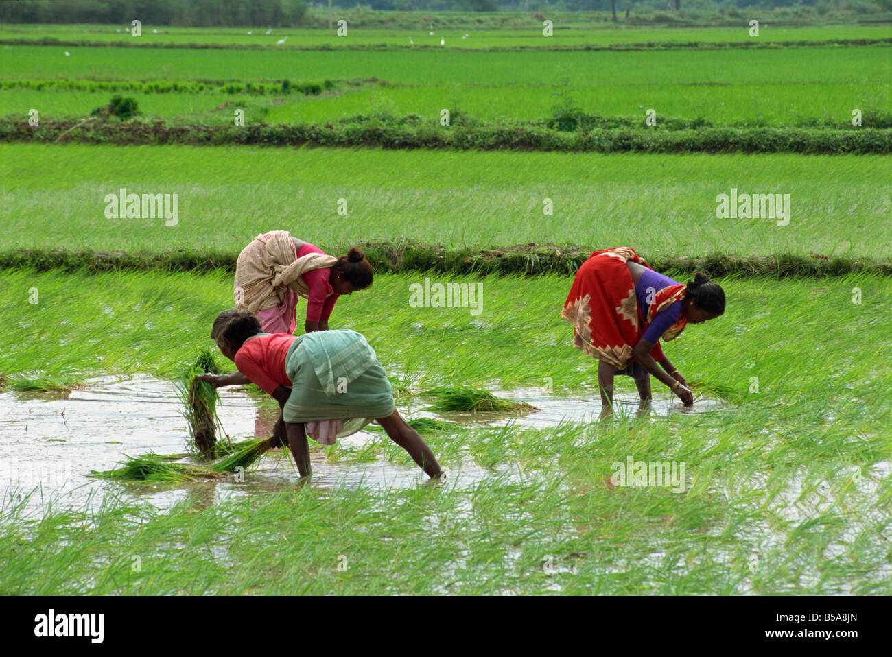 Rice fields of tamil nadu hi-res stock photography and images - Alamy