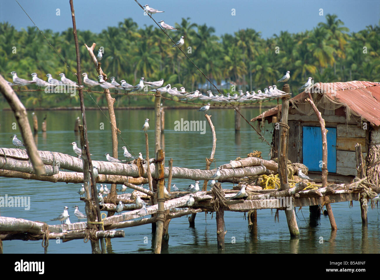 Birds of india hi-res stock photography and images - Alamy