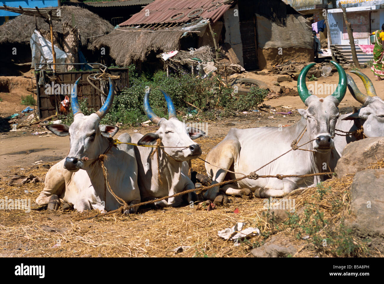 Cows with painted horns, Tamil Nadu state, India Stock Photo Alamy