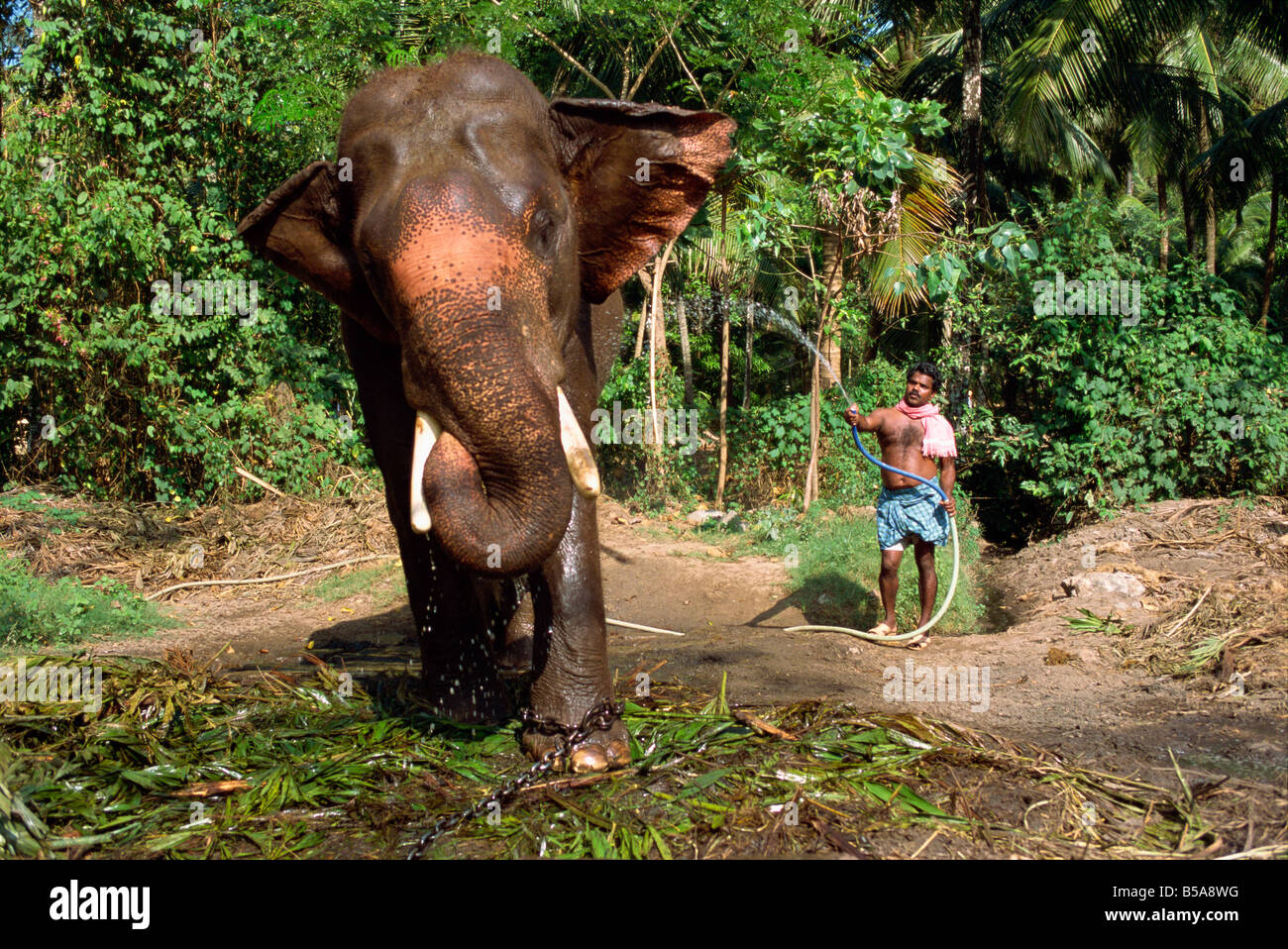 Hosing down elephant, Punnathur Kotta Elephant Fort, housing fifty elephants, financed by temples, Kerala state, India Stock Photo