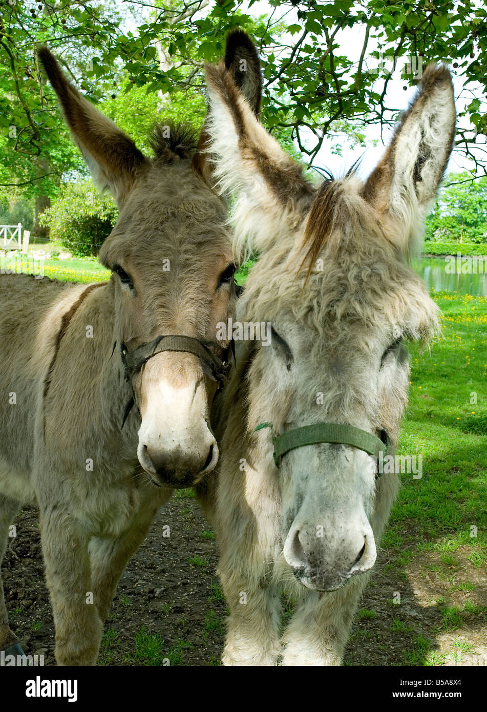 Beloved Horse Hi-res Stock Photography And Images - Alamy