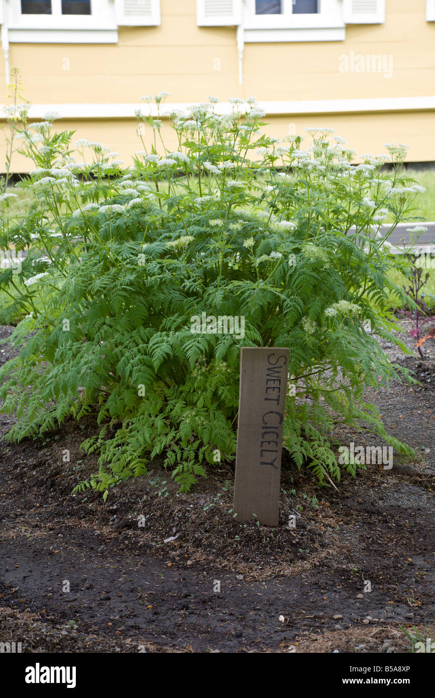Sweet Cicely (Myrrhis odorata) plant in garden in Sitka, Alaska Stock Photo