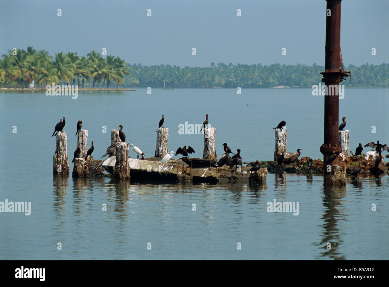 Cormorants, Kerala state, India Stock Photo